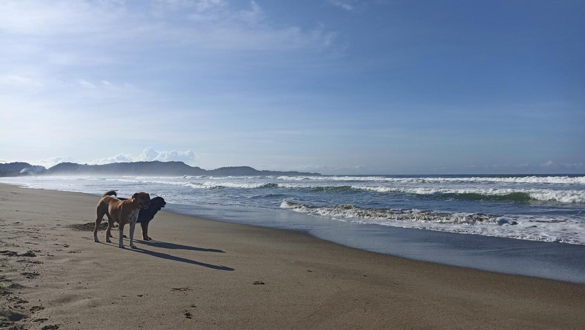 Alouatta Playa Coyote Hostel San Francisco de Coyote Εξωτερικό φωτογραφία